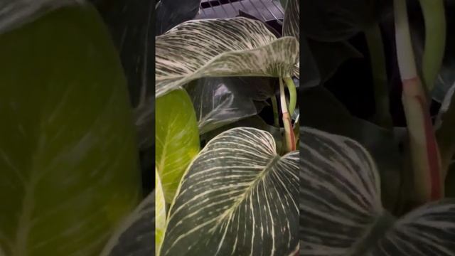 Calathea, White Striped Leaves Way Cool