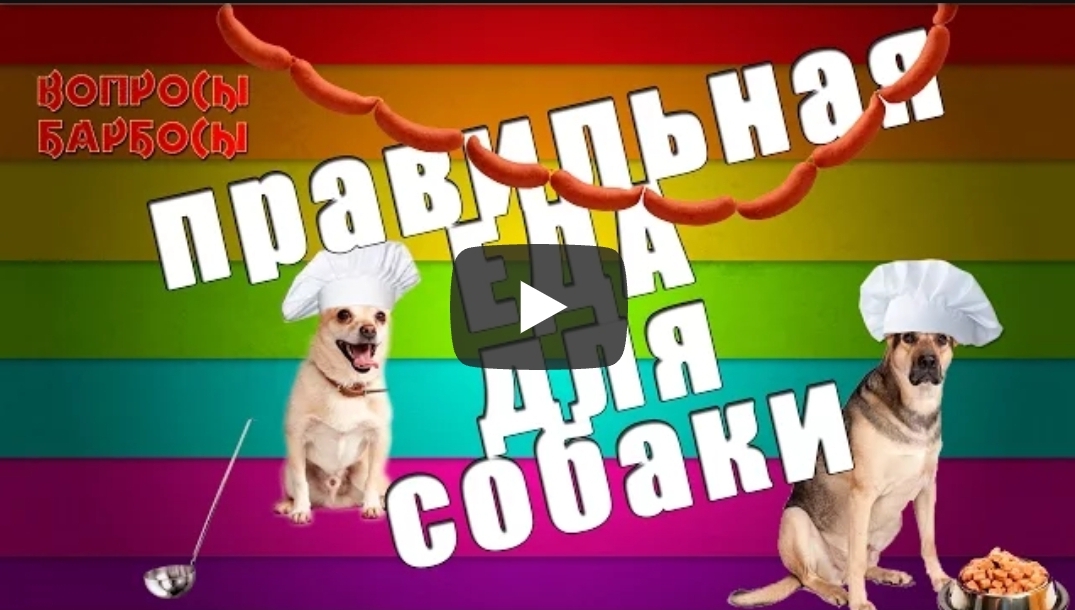 Опасная и Полезная еда для собак!!!!