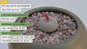 Epithelantha micromeris “Button Cactus”