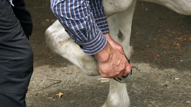 Учредитель музея Орловского рысака и русской тройки Леонид Шевченко о том, как ухаживать за лошадьм смотреть онлайн