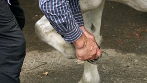 Учредитель музея Орловского рысака и русской тройки Леонид Шевченко о том, как ухаживать за лошадьм