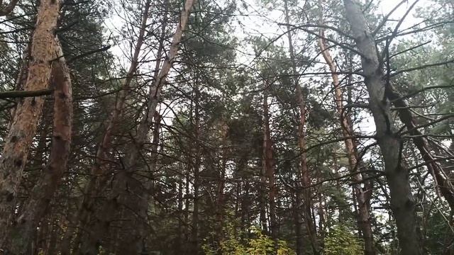 29 октября народный праздник ЛОНГИН СОТНИК. ЧТО МОЖНО И НЕЛЬЗЯ ДЕЛАТЬ... народные приметы и традици