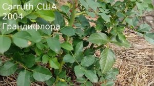Роза Блю Иден. Три такие разные волны цветения. Сезон 2021