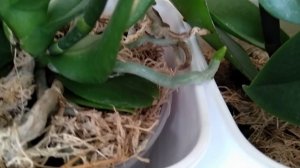ТОЛЬКО ТАК орхидеи ПРОКЛЮНУТ корни! ЯНТАРНАЯ КИСЛОТА сотворит корневую! УСЛОВИЯ для корней орхидеи!