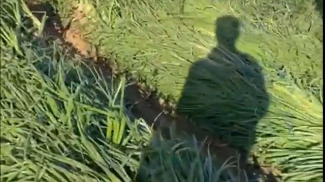 Удобрение для чеснока и лука!! смотреть онлайн