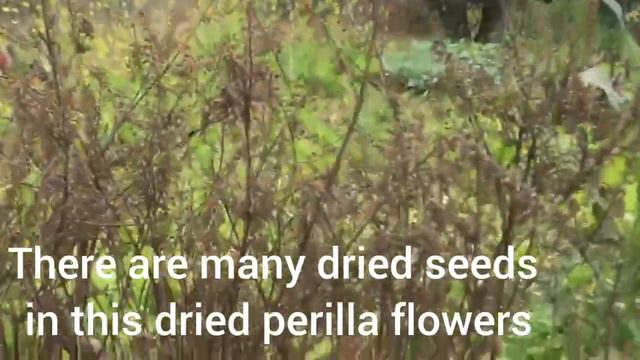 Gardening by harvest the ginger and turmenic/gardening girl/Jang Care. смотреть онлайн