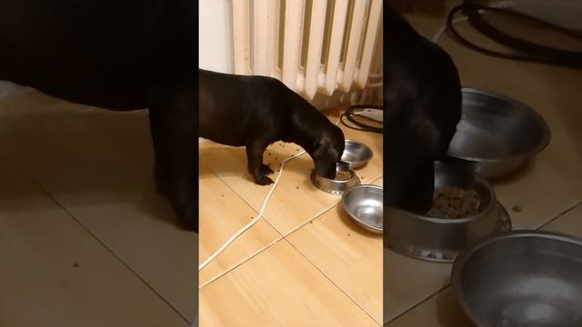 ужин моей собаки