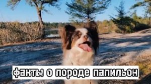 ?факты о породе папильон?