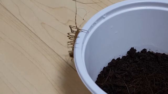 혐오)밀웜을 잡아먹느 그리마 House Centipede(Scutigeridae) Eating Mealworm