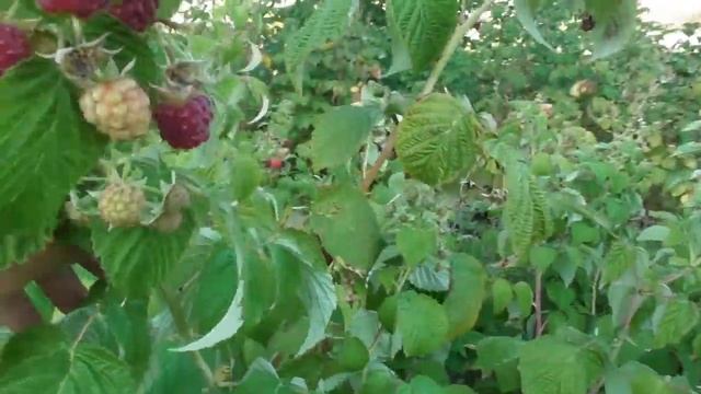 Малина Джоан Джей (Joan J) - плодоношение 3-летнего куста смотреть онлайн