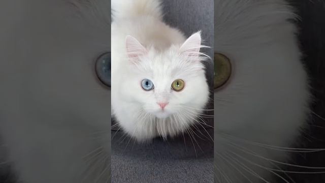 Heterochromia cat and inverted filter ??