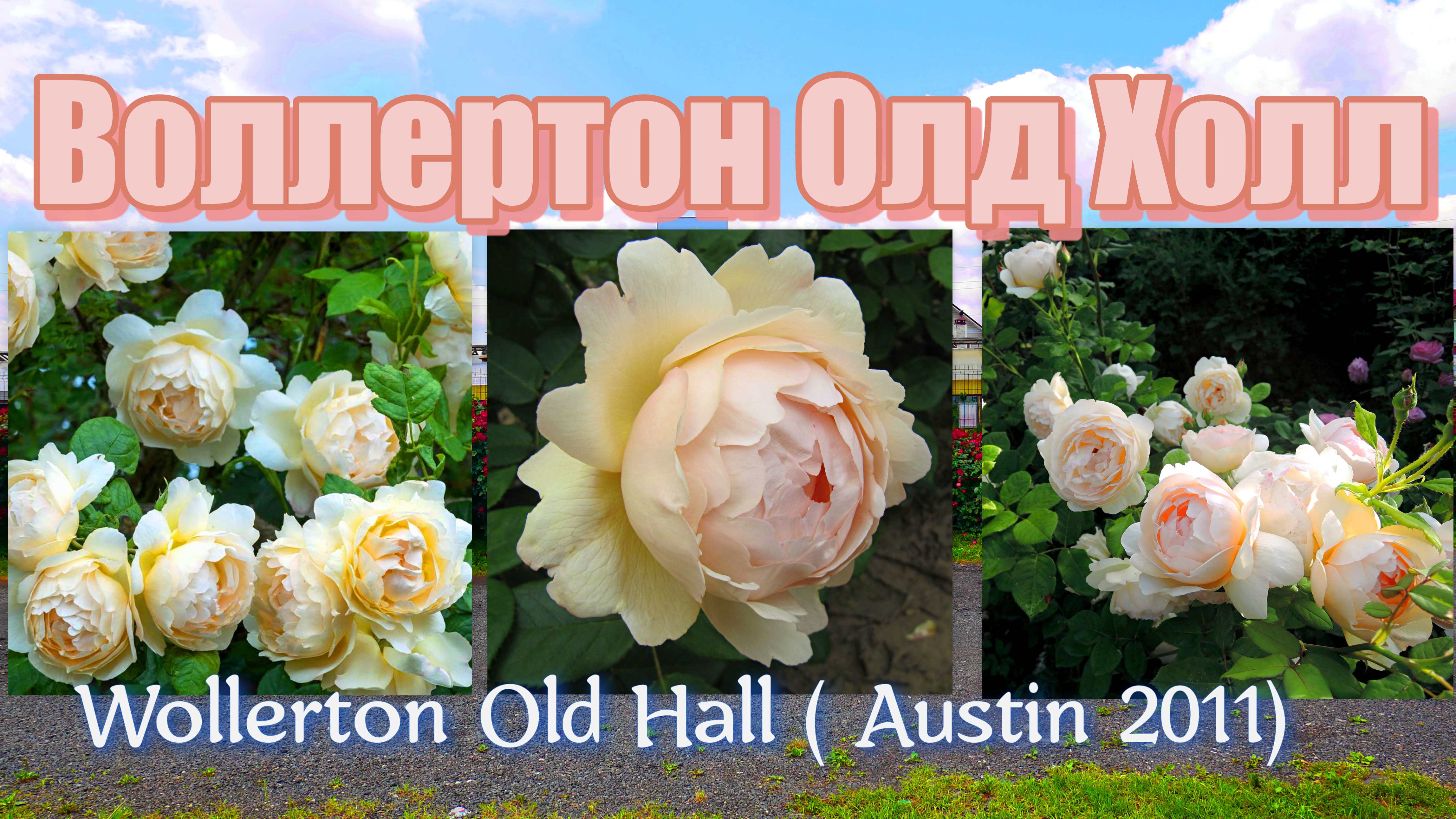 Роза Воллертон Олд Холл  - Wollerton Old Hall ( Austin 2011)