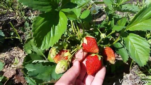 Как я размножаю свою ремонтантную клубнику?