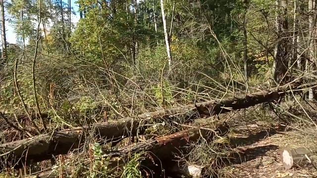 волшебное солнце Лосиного острова (золотая осень)