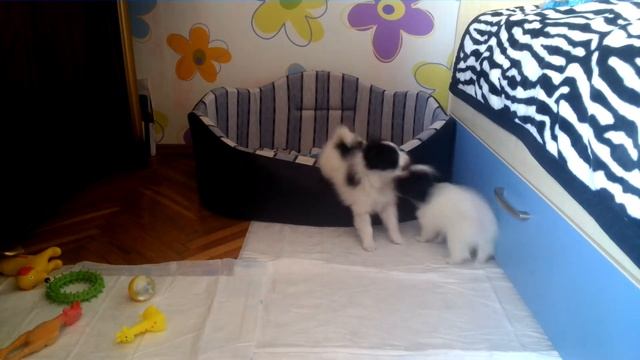 Щенки играют, часть 1 смотреть онлайн