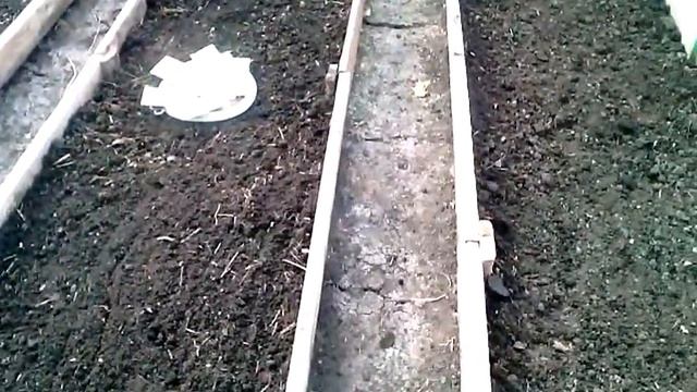 Выращивание в теплице ранней зелени и редиса на Урале до выращивания томатов. Посев 25 марта.