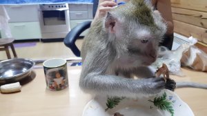 Обезьянка кушает курочку )