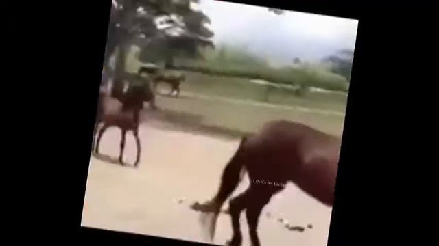 Horse run (Deja Vu) смотреть онлайн