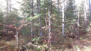 MVI 7990 снежный человек. В.К. Арсеньев.