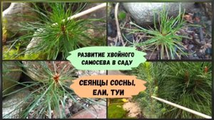 Развитие хвойного самосева в саду.Сеянцы сосны, ели, туи.