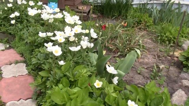 Травневі квіти нашого двору 2020р смотреть онлайн