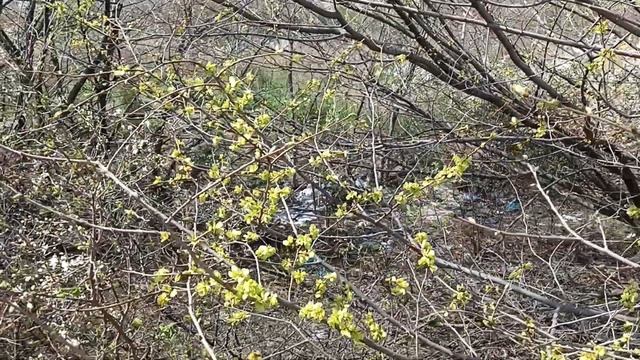 Самый грязный парк в Новороссийске? Ужасно-прекрасный! смотреть онлайн