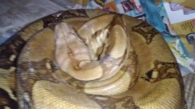 Кормлю крокодила анакондой и показываю новых питомцев. смотреть онлайн