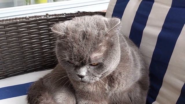 Побил соседский кот / Сильвер злой / смешные животные/ злой Британец смотреть онлайн