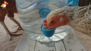 Поилка из 5-10 л бутылки и уголков труб понравилась курам несушкам