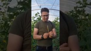 Заразиха (Оrobanche). Как сорняк попадает в теплицу и чем он опасен.