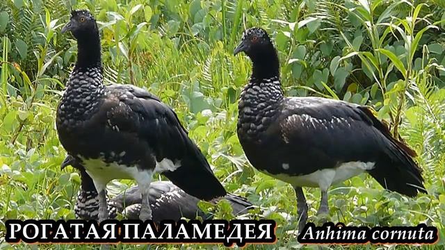 ПАЛАМЕДЕИ - Шпорцевые крикуны