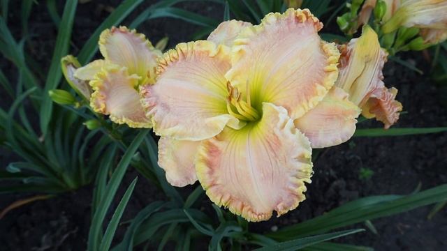 Лилейник APRIL LA QUINTA 9 июля 2017 смотреть онлайн