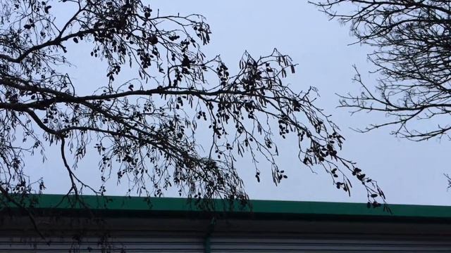 Grey alder (Alnus incana) - branches - January 2018 смотреть онлайн