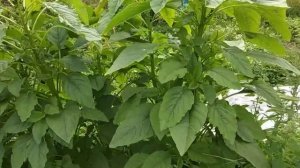 Амарант овощной.