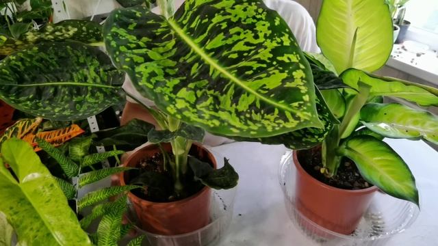 НОВИНКИ/КУЧА ИНТЕРЕСНЫХ РАСТЕНИЙ/БИЛЬКА МРАМОРНЫЙ смотреть онлайн