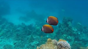 Остров Раннали на Мальдивах. Island Rannalhi Maldives. Adaaran club Rannalhi. Лучшие пляжи