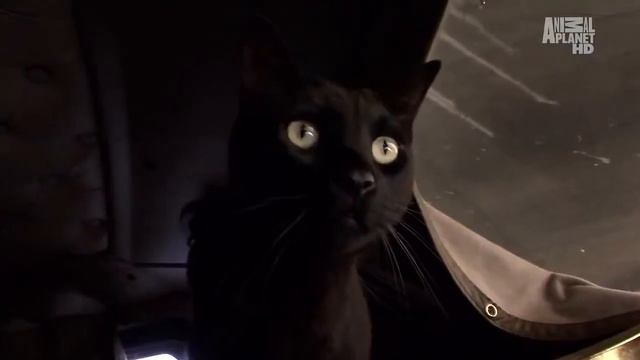 Бомбейская кошка смотреть онлайн