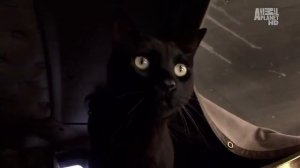 Бомбейская кошка