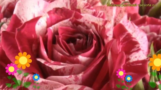 Роза спрей Арроу Фолиес. Краткий обзор, описание характеристик, где купить саженцы Arrow Folies смотреть онлайн