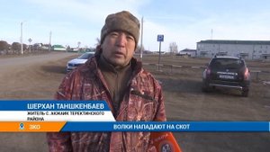 ВОЛКИ НАПАДАЮТ НА СКОТ