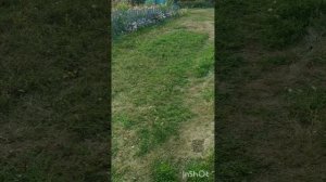 Гульшат Арсланова ,, Авыл капкасы"