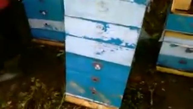 Медосбор карпатки третий за сезон (Воронежская обл.) смотреть онлайн