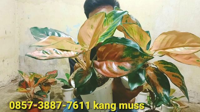 11 Maret 2023 UPDATE HARGA AGLONEMA & TANAMAN HIAS MURAH DISINI TERBARU смотреть онлайн