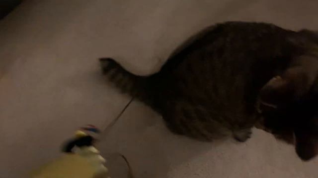 Non Content: Yoda in a Sleigh, but Cat is in the Way смотреть онлайн