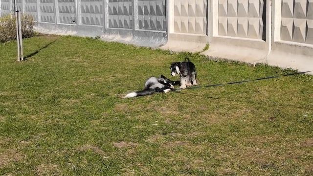 Лис играет с собаками: французский бульдог, цвергшнауцер смотреть онлайн