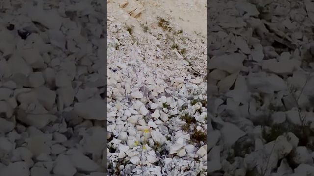 собака альпинист смотреть онлайн