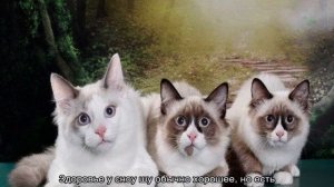 Сноу шу (порода кошек): особенности и внешний вид