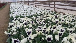 Почему у нас самая ПРИБЫЛЬНАЯ и ПОПУЛЯРНАЯ культура это Виола/ Цена за Виолу/ ТРИ СУПЕР МОДНЫЕ ВИОЛ