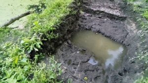 Спустил пруд,выловил рыбу,подготовка к чистке от ила