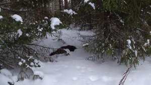 Закрытие лицензии на кабана 2022-2023 #4(18+)